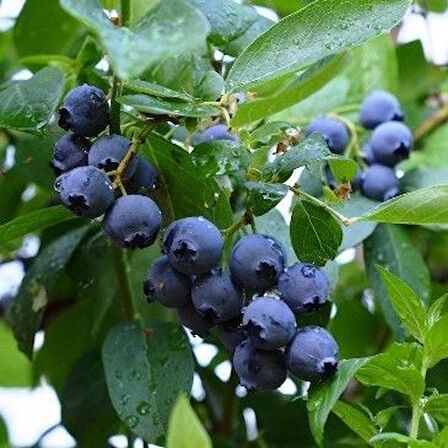 Yaban Mersini meyve fidanı[ Vaccinium myrtillus]